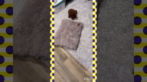 VLOG LADY DANA🐰 купили собаку🐶❤ той-пудель 💓 как отнеслись к этому Диана и Юнона? 4 собаки? 🐶🐶🐶🐶