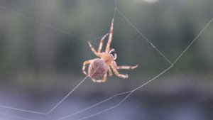 Паук плетёт паутину / Spider spins a web