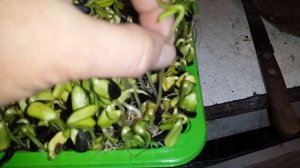 Проростки подсолнечника