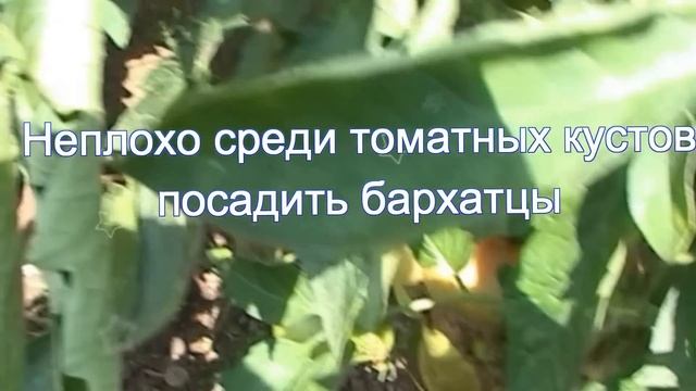 профилактика фитофторы