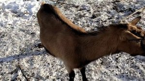 Козы - Гермафродиты// Почему беременная коза воняет как Козёл