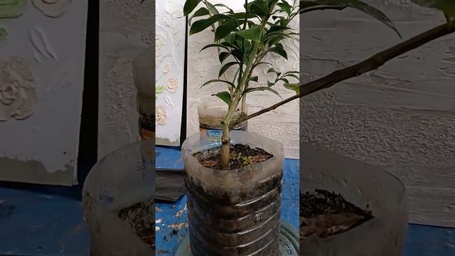 Лимон,обзор саженцев на продажу. Сочи. ноябрь 2023 года. смотреть онлайн