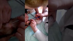 как делают укол Супрелорина хорьку
