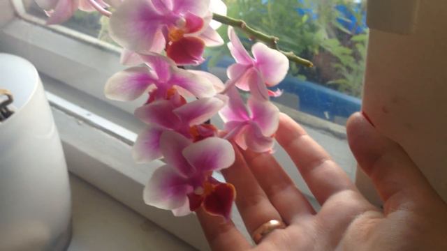 ОРХИДЕЯ ПЫШНО ЦВЕТЕТ как ухаживаю смотреть онлайн