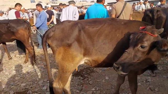 МОЛБОЗОР ИСКРА МАРХАМАТ МОЛАР НАРХИ КАНЧАДАН БУЛАЯПДИ УЗИНГИЗ ГУВОХИ БУЛИНГ 2 сентября 2023 г.