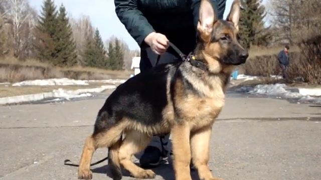 Немецкая овчарка 3,5 месяца смотреть онлайн