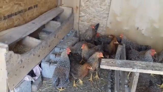 Цыплята билефельдер/цыплята  фавероль.