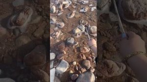 на иссык-куле мы нашли Змею