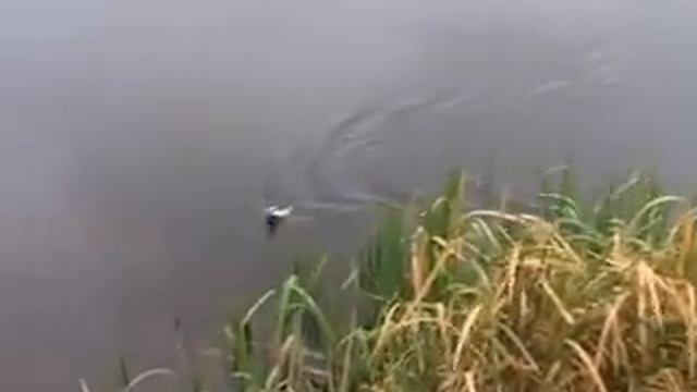 Ходовая рыбалка на реке осенью смотреть онлайн