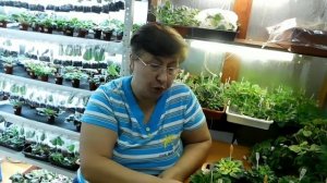 Оранжерея в квартире.Миниатюрные фиалки