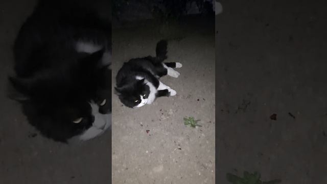 Боня в карауле каждую ночь смотреть онлайн