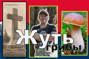 #грибы, исторические места #грибы#кладбище, #старый лес, #могилы