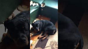 Ротвейлер разорвал диван