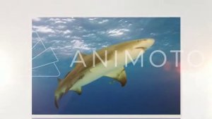 Слайд-Шоу Лимонная акула и Длиннокрылая акула