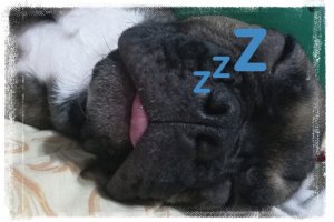 Такой милый домашний питомец?! Бульдожка Мегги