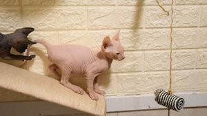 котята донского и канадского сфинкса 054-4568931