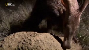 дикие животные 24 часа Африканцкая Савана