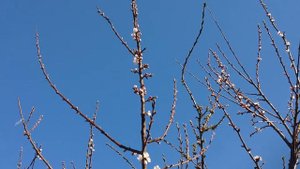 абрикос в Подмосковье