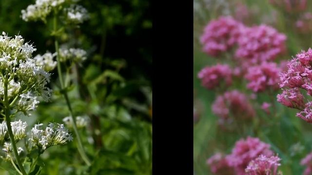 ВАЛЕРИАНА,  или  КЕНТРАНТУС  (CENTRANTHUS)  сем. Валериановые