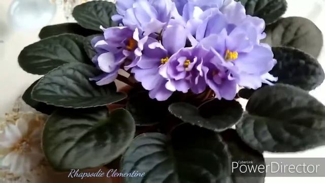 Rhapsodie Clementine