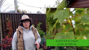 Разнообразие клёнов.? Момидзи по русски.? Красивая осень.?