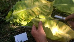 2 Оптимальная игла для нанизывания табачного листа