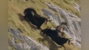 Поразительная охота (схватка орла с горным козлом)