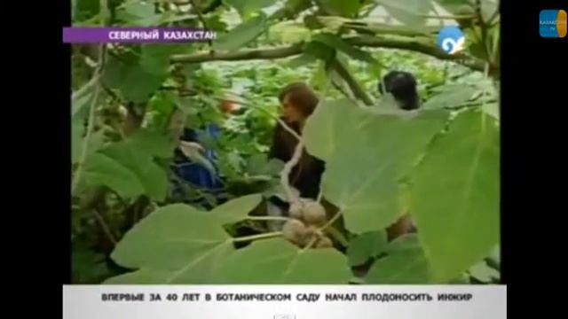 2011 Казакстан TV Северяне увидели фигу