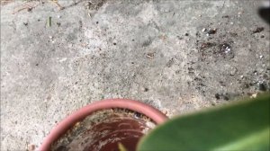 Фикус эластика - "Институтский заморыш" (часть 1)  Реанимируем фикус. Ficus elastica «Melany»