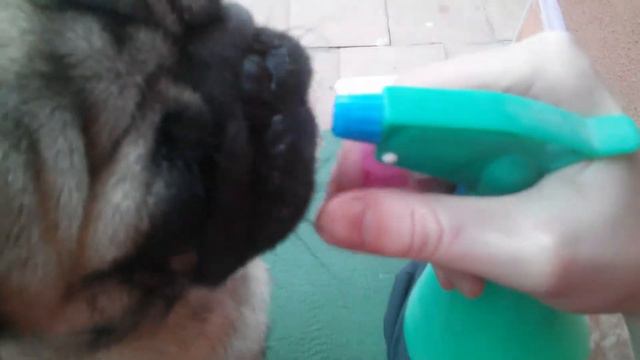 Мопс і респіратор смотреть онлайн