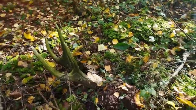 Рог оленя 05 10 2022 года смотреть онлайн