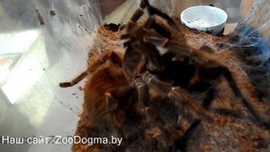Lasiodora difficilis: Спаривание