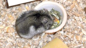 Где купить и как выбрать хомяка? Покупка хомяка в зоомагазине и не только