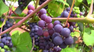 Виноград. Дачные картинки. Уникальный проект.