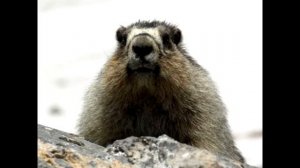 День сурка - История праздника и фильма