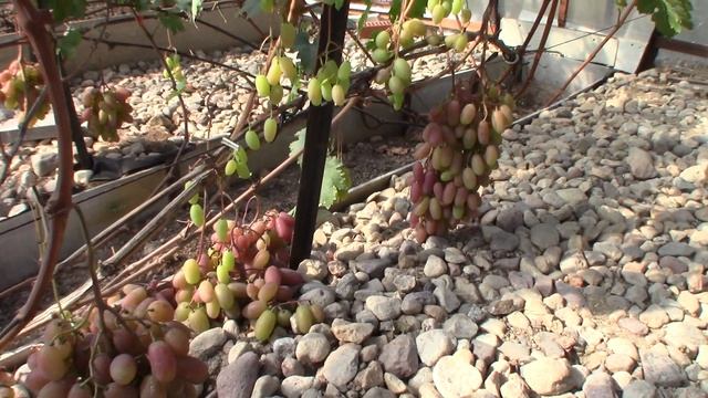 Виноград Потомок Ризамата - Илья Королев (Московская область) смотреть онлайн