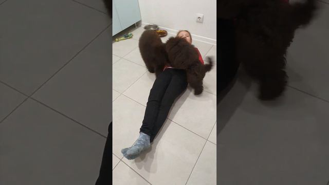 89057386002 #тойпудель #щенки #щенкипуделя #poodle #pappy малыши свободны, можно спросить)