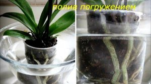 Почему орхидеи не цветут,причины.