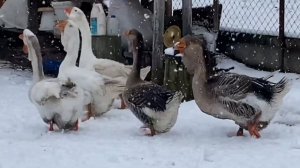 Отправка гусей в Хабаровск и Омск. Тульские и Ленточные гуси .