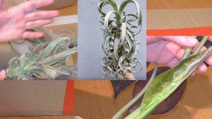 Получила посылку с цветами. Красивейшая орхидея и фитокрупномер.