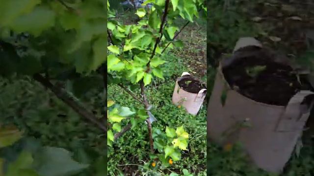 Paste tomatoes. And my other 60 plus tomato plants! смотреть онлайн