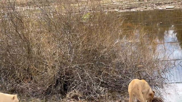 ЭТОГО МЫ ТОЧНО НЕ ОЖИДАЛИ! Львица нашла гнездо утки. ПАРК ЛЬВОВ ЗЕМЛЯ ПРАЙДА смотреть онлайн