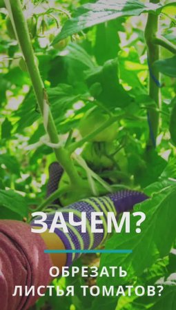 Обрезка листьев на томатах. Когда и для чего? #дача #огород #garden #сад  #овощи #дача #помидоры