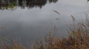 Секреты ловли карпа сазана и крупного карася на соску! Карп сазан амур толстолобик на соску!