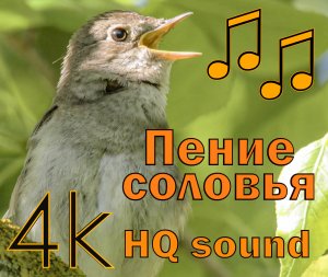 Пение соловья (4К, HQ sound)