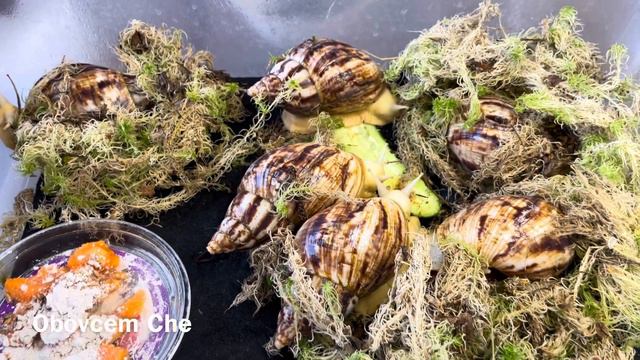 ПОКАЗЫВАЮ СВОИХ СТАРЫХ УЛИТОК АХАТИН смотреть онлайн