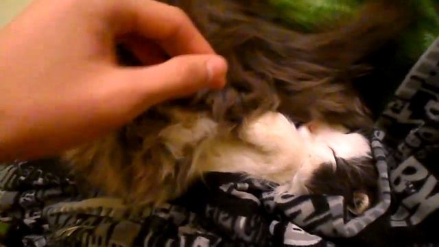 Кот спит как то странно) смотреть онлайн