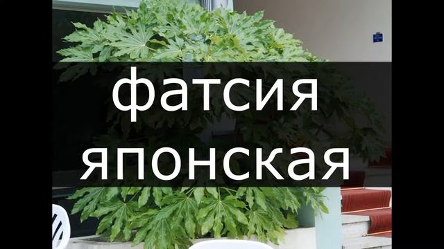 ВЕСЫ / Какие комнатные цветы подходят по знаку ЗОДИАКА? / Галерея Цветов / Flower Gallery смотреть онлайн
