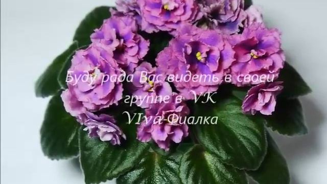 Мои фиалочки смотреть онлайн