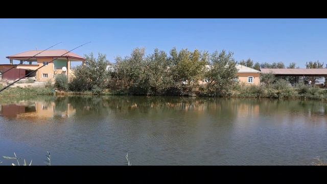 Ловля карпа и сазана. Ловим на кукурузу 🌽 . смотреть онлайн